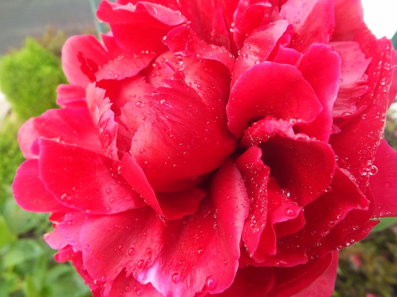 peony14 (26)